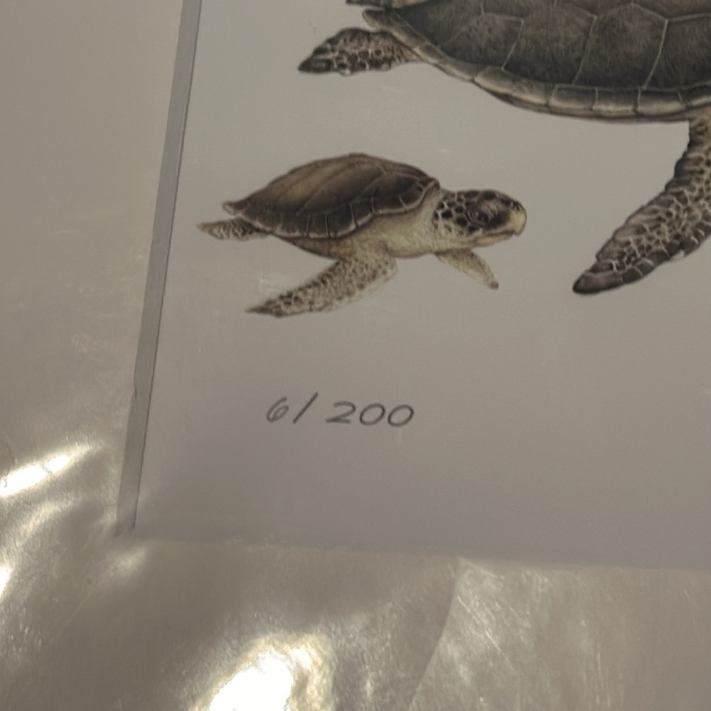 Nina Gentile Matted Giclee SEA TURTLES OF THE WORLD 8x10 and Gen Sherman photo - Picture 3 of 7